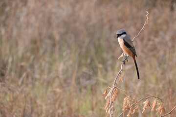 A beautiful long tailed shrike bird is seen perched on a dry twig in a jungle area