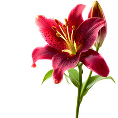 single pink lily isolated on white (transparent) background