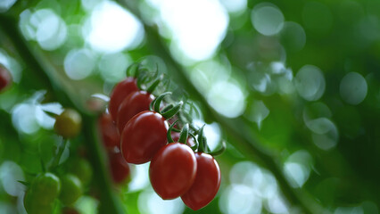 A selective focus close-up of ripe Roma cherry tomatoes hanging on the vine, symbolizing freshness, organic farming, and natural growth.