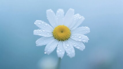daisy on blue background