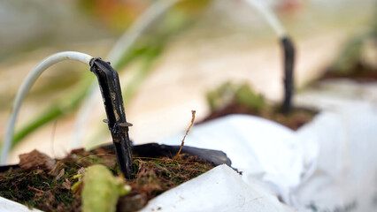 Close-up of a drip irrigation system in a greenhouse, showing precise watering of plants with tubing and drip emitters, promoting sustainable and efficient agriculture.