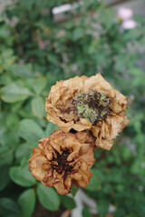 The flowers show browning and shriveling of the petals . two withered rose flowers, likely affected...