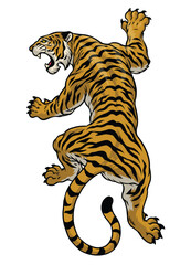 Tiger drawing vector