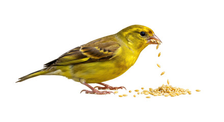 Isolated Bird Eating Seeds