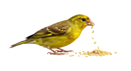 Isolated Bird Eating Seeds