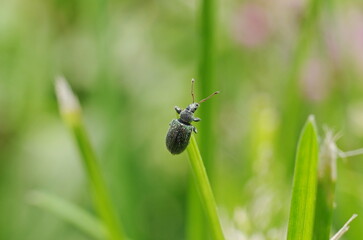 bug on a green leaf