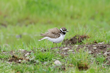 After the rain. Little Ringed Plover.  Charadrius dubius