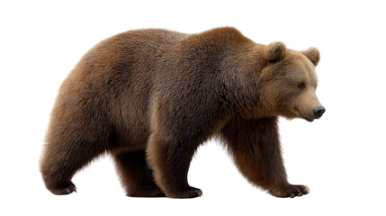 Fototapeta premium Majestic Bear in Motion: A striking image captures a powerful bear in its full glory. The bear, a symbol of strength and resilience, walks with purpose. Its presence commands attention.