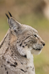 portrait of a Eurasian lynx seen from the side