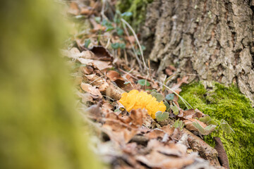Yellow Brain Fungi on the ground Tremella mesenterica, winter fungus, fruit body, mushroom, 