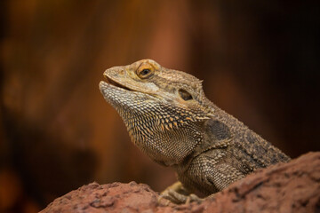 portrait of bearded dragon lizard, pogona, vitticeps