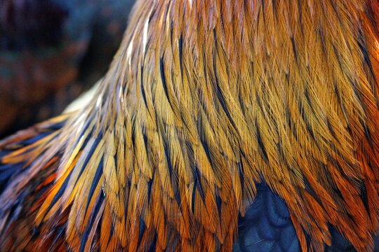A rooster's hackle feathers 