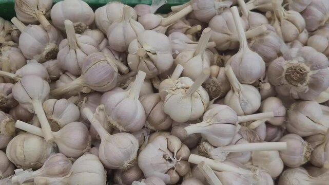 bunch of garlic