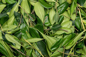 Fototapeta premium Close-up texture of green leaves of Picconia excelsa