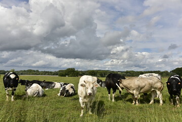 Obraz premium Troupeau de vaches laitières blanches et noires dans l'une des pâtures à Écaussinnes-d'Enghien (Soignies)