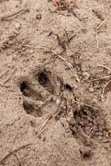 Aardvark [Orycteropus afer] footprints or spoor in the sand. Okavango Delta. Botswana