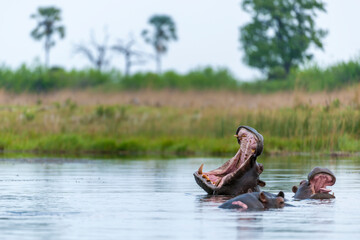 Fototapeta premium Common hippopotamus or Hippo (Hippopotamus amphibius) showing threat display. Okavango Delta. Botswana