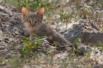 African Wild Cat {Felis libyca} peeping out of an aardvark burrow. Okavango Delta. Botswana.
