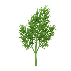 Fototapeta premium Fresh dill plant top view graphic