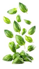 Flying Fresh Basil Leaves with Transparent Background