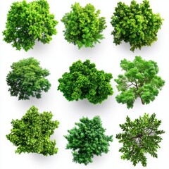 Nine Lush Green Trees Viewed from Above on White Background for Architectural Visualization and Design