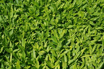 Nahaufnahme von Gewöhnlichen Seifenkraut (Saponaria officinalis) bei Sonnenschein