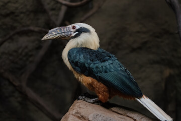 Rufous-Necked Hornbill Perched on Rock