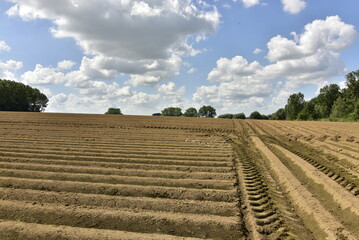 Terrain strié pour la plantation de patates à Écaussinnes d'Enghien (Soignies)