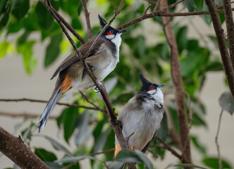 Two Red-whiskered Bulbuls on Branches
