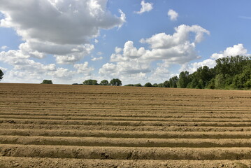 Terrain strié pour la plantation de patates à Écaussinnes d'Enghien (Soignies)