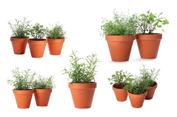 Different aromatic herbs in clay pots isolated on white, set