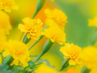 春から秋まで公園や花壇を彩るマリーゴールドのある風景。自然風景素材。ぼんやりした花畑のイメージ。