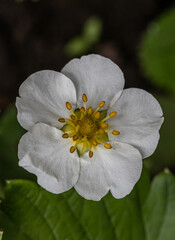 White strawberry flower, close-up