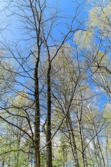 Fir branches with cones and young needles.                               