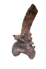 Dinosaur bone isolated on a white background.