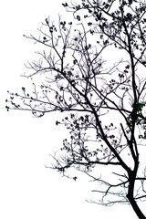 Silhouette of tree on white background,silhouette tree