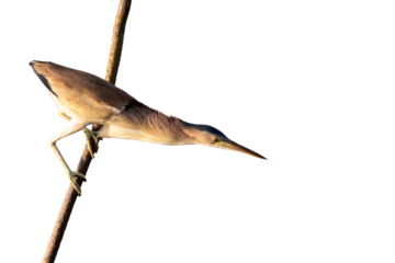 Squacco heron, Ardeola bicolor, single bird on branch, isolated on white background.