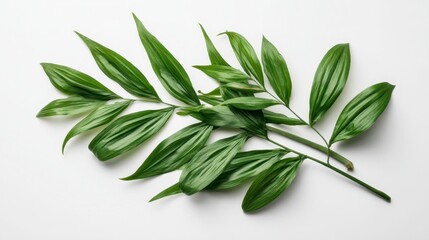 Fototapeta premium Lush Green Palm Leaves Tropical Foliage Minimalist Nature White Background Plant Photo