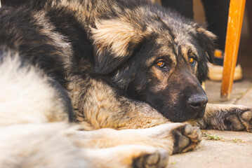 Portrait of Sarplaninac dog, Yugoslav mountain and shepard dog.