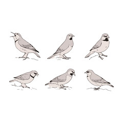 set of birds