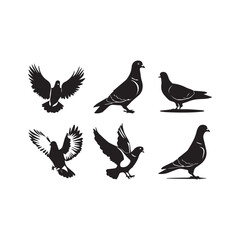 pigeons on a white background