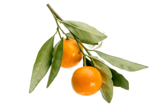 Orange fruits hangging with branch isolated on transparent background.PNG