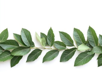 Obraz premium Fresh green leaves arranged in a horizontal line against a plain white background. The leaves are various shades of green, and the stems are visible