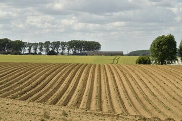 Terrain strié après semence pour patates à Écaussinnes d'Enghien (Soignies)