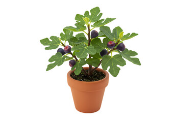 Potted Fig Tree: Miniature Plant