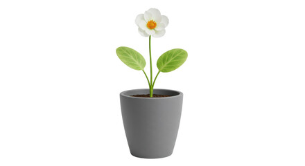 Isolated White Flower in Grey Pot