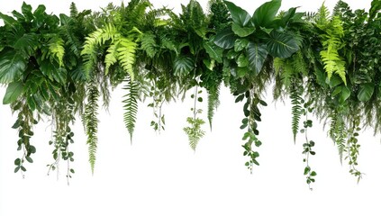 Lush greenery hanging cascade.? Vivid green foliage, various types of plants, ferns, and vines create a cascading, hanging display against a plain white background