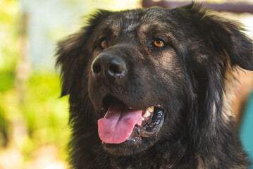Portrait of Sarplaninac dog, Yugoslav mountain and shepard dog.