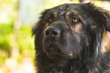 Portrait of Sarplaninac dog, Yugoslav mountain and shepard dog.
