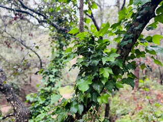 Ivy Embracing Ancient Trees in a Mystical Forest.
